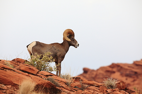 포토 JPG 해외이미지 동물 응시 공원 야생동물 백그라운드 곡선 포유류 자연 하늘 불 초식동물 산 뿔 풍경 사람없음 야외 여름 갈색 골짜기 미국 사막 양 정상 큼 코 북쪽 교외 램 웅장함 전국 총구 콜로라도 해외202105 해외포토 자연요소 시선 계절 공공시설 선 컬러 북아메리카 신체부위 크기 방향 생태계 파일형식