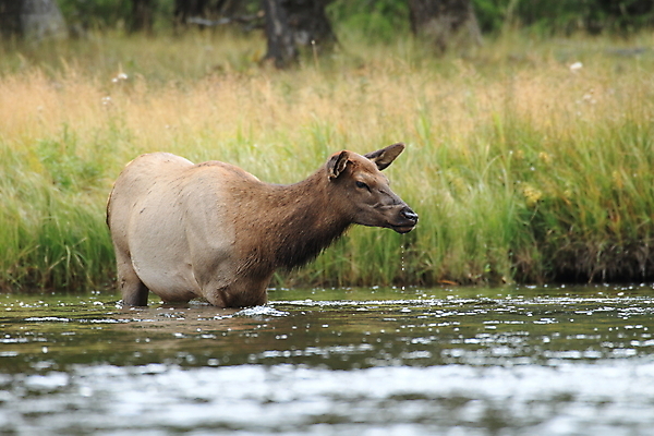 포토 JPG 해외이미지 동물 계절 공원 여자 야생동물 밭 포유류 자연 사슴 산 털 뿔 풍경 사람없음 친구 강 갈색 달러 미국 가을 게임 황무지 소 군중 숲 큼 바퀴자국 황소 사냥 영양 북쪽 엘크 와이오밍 전국 해외202105 해외포토 공공시설 컬러 돈 북아메리카 농업 관계 자국 놀이 사람 크기 방향 생태계 파일형식