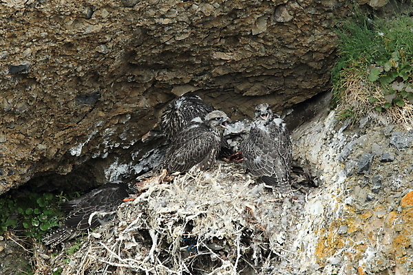 포토 JPG 해외이미지 동물 야생동물 새끼 백그라운드 날개 자연 조류 하늘 아이슬란드 앉기 사람없음 컵 파란색 컬러풀 사막 가을 흰색 둥지 먹이 깃털 부리 독수리 육식동물 사냥꾼 잡종 고립 두바이 발톱 웅장함 해외202105 해외포토 직업 식기 계절 유럽 컬러 모션 발 생태계 아랍에미리트 파일형식