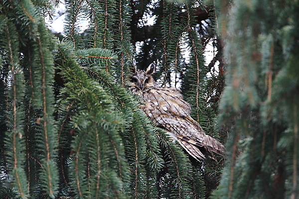 포토 JPG 해외이미지 나무 동물 응시 공원 여자 남자 야생동물 자연 조류 앉기 사람없음 목재 초록색 봄 덮개 숲 먹이 심볼 사냥 귀 육식동물 자작나무 동물상 옛날 해외202105 해외포토 식물 시선 계절 공공시설 컬러 재료 모션 사람 신체부위 조형물 뚜껑 생태계 파일형식