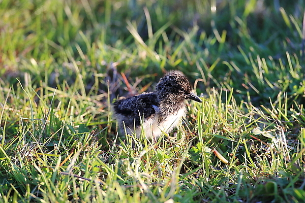 포토 JPG 해외이미지 조류 야외 물떼새 해외202105 검은머리물떼새 해외포토 동물 파일형식