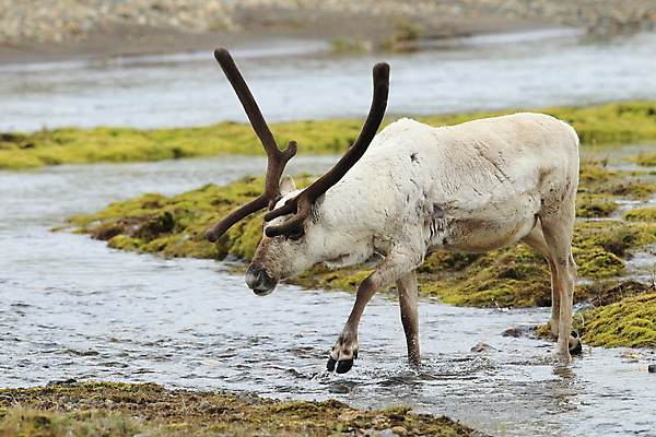 포토 JPG 해외이미지 동물 공원 남자 야생동물 포유류 사슴 산 털 뿔 북유럽 노르웨이 핀란드 아이슬란드 사람없음 야외 초록색 여름 갈색 얼음 추위 안개 흰색 숲 남극 북극 만족 빙하 썰매 북쪽 내추럴 그린란드 순록 스칸디나비아 시베리아 해외202105 해외포토 자연요소 계절 공공시설 감정 유럽 컬러 섬 날씨 덴마크 사람 극지방 방향 파일형식