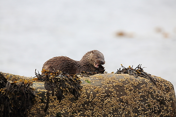 포토 JPG 해외이미지 나무 동물 유럽 얼굴 야생동물 겨울 포유류 자연 털 노르웨이 어업 사람없음 야외 물 강 갈색 머리 수영 젖음 게 관찰 닫기 묘사 코 귀 육식동물 북쪽 멸종 내추럴 동물상 해외202105 해외포토 자연요소 식물 계절 나라 산업 컬러 모션 갑각류 신체부위 조형물 수상스포츠 방향 생태계 파일형식