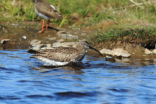 포토 JPG 해외이미지 동물 유럽 야생동물 바다 섬 여행 겨울 날개 자연 조류 아이슬란드 서기 풍경 초원 성인 사람없음 야외 옆모습 가로 초록색 물 여름 환경 봄 관찰 깃털 만족 부리 계산서 기르기 땅바닥 해외202105 해외포토 자연요소 계절 감정 나라 뷰포인트 컬러 모션 바닥 사람 생태계 돌봄 파일형식