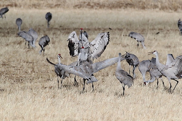 포토 JPG 해외이미지 동물 실루엣 호수 야생동물 날개 모션 조류 하늘 새로움 산 멕시코 옥수수 풍경 사람없음 빨간색 황혼 일몰 회색 연못 쌍 은색 언덕 기중기 물새 많음 수평선 해외202105 해외포토 컬러 컨셉 북아메리카 곡류 촬영기법 노을 중장비 파일형식