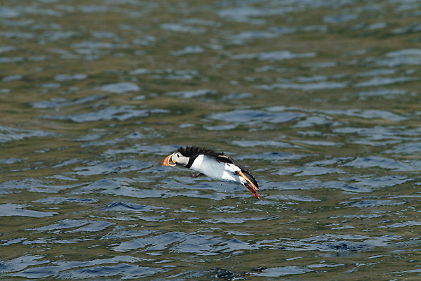 포토 JPG 해외이미지 동물 야생동물 바다 섬 여행 백그라운드 자연 조류 휴가 노르웨이 아이슬란드 사람없음 물 여름 파란색 컬러풀 검은색 황무지 깃털 부리 앵무새 북쪽 대서양 계산서 스칸디나비아 해외202105 해외포토 자연요소 계절 유럽 컬러 방향 생태계 파일형식