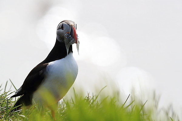 포토 JPG 해외이미지 유럽 2 자연 조류 아이슬란드 어류 서기 앉기 사람없음 가로 컬러풀 깃털 언덕 부리 대서양 남쪽 계산서 식민지 헤드랜드 해외202105 해외포토 동물 나라 바다 컬러 모션 수중동물 방향 생태계 파일형식