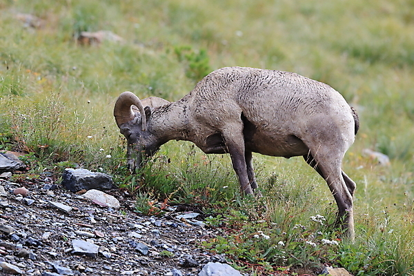 포토 JPG 해외이미지 동물 공원 남자 야생동물 여행 캐나다 곡선 포유류 자연 산 털 뿔 사람없음 옆모습 책 미국 시골 양 큼 트로피 활 사냥 오르기 양궁 북쪽 서식지 램 신발장 전국 로키산맥 해외202105 해외포토 공공시설 선 스포츠 뷰포인트 북아메리카 모션 사람 크기 방향 상_우승 생태계 파일형식