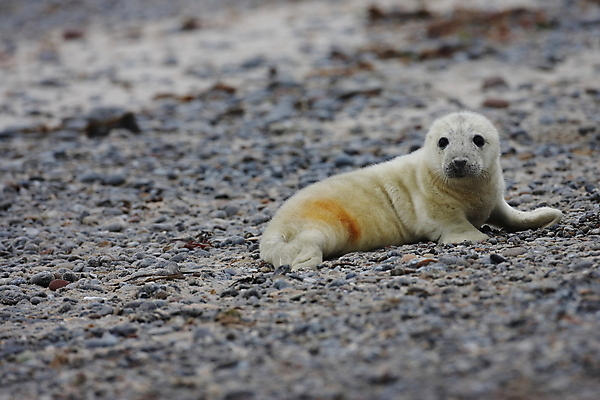 포토 JPG 해외이미지 동물 유럽 야생동물 새끼 바다 섬 포유류 자연 털 독일 사랑 해변 사람없음 야외 귀여움 환경 회색 코트 흰색 아기 신생아 보호 물개 모래언덕 북쪽 멸종 대서양 생태학 해외202105 해외포토 교육 감정 나라 컬러 컨셉 사람 바다동물 외투 방향 언덕 생태계 파일형식