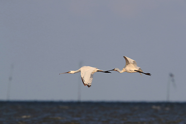 포토 JPG 해외이미지 동물 드레스 유럽 야생동물 음식 바다 섬 조류 하늘 서기 사람없음 초록색 물 파란색 머리 걷기 숟가락 검은색 흰색 황무지 왜가리 깃털 네덜란드 주걱 물새 계산서 고립 수유 해외202105 해외포토 자연요소 옷 나라 컬러 모션 주방용품 수저 신체부위 파일형식
