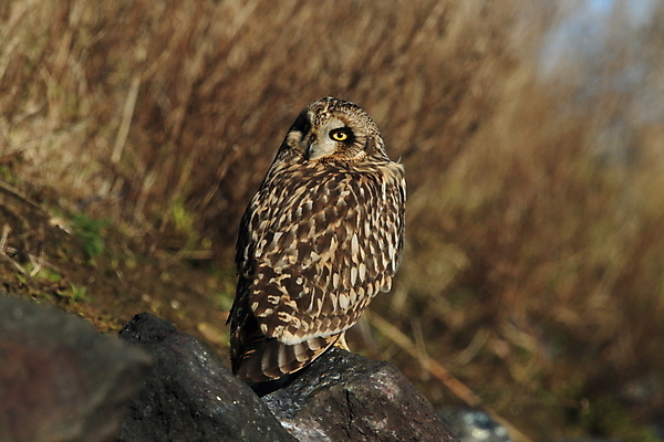 포토 JPG 해외이미지 응시 야생동물 백그라운드 겨울 밭 날개 조류 생물 독일 앉기 초원 사람없음 야외 갈색 노란색 검은색 흰색 시골 관찰 점 센터 보호 큼 먹이 사냥 부리 귀 육식동물 부엉이 사냥꾼 해외202105 해외포토 동물 직업 시선 계절 유럽 컬러 컨셉 농업 모션 신체부위 크기 파일형식