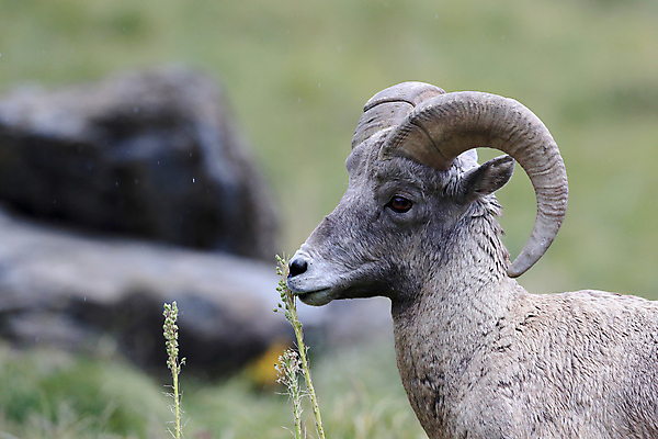 포토 JPG 해외이미지 동물 공원 남자 야생동물 여행 캐나다 곡선 포유류 자연 산 털 뿔 사람없음 옆모습 책 미국 시골 양 큼 트로피 활 사냥 오르기 양궁 북쪽 서식지 램 신발장 전국 로키산맥 해외202105 해외포토 공공시설 선 스포츠 뷰포인트 북아메리카 모션 사람 크기 방향 상_우승 생태계 파일형식