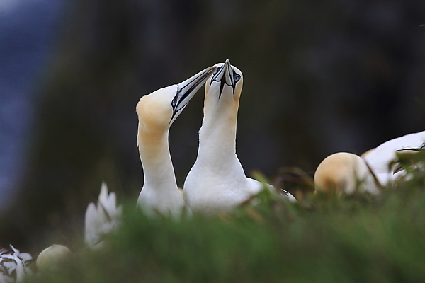포토 JPG 해외이미지 동물 유럽 호수 야생동물 파도 바다 섬 백그라운드 날개 자연 벽지 갈매기 조류 하늘 노르웨이 풍경 사람없음 야외 물 파란색 노란색 맑음 검은색 바위 흰색 만 그룹 가득함 생태계 북쪽 짝짓기 내추럴 식민지 해외202105 해외포토 자연요소 나라 컬러 날씨 돌_바위 방향 파일형식