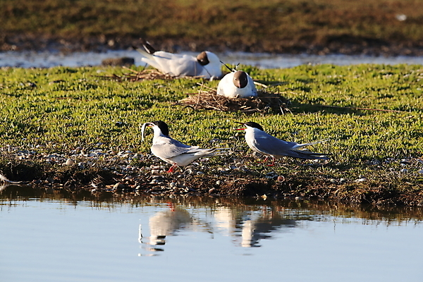 포토 JPG 해외이미지 동물 유럽 야생동물 바다 섬 패턴 날개 갈매기 조류 낚시 사람없음 가로 빨간색 물 파란색 머리 검은색 회색 흰색 잡기 자신감 북극 깃털 네덜란드 다이빙 부리 사냥꾼 북쪽 철새 계산서 공격적 동물상 정확 해외202105 해외포토 자연요소 직업 감정 나라 컬러 컨셉 무늬 모션 레저 신체부위 조형물 수영 극지방 방향 수중스포츠 파일형식