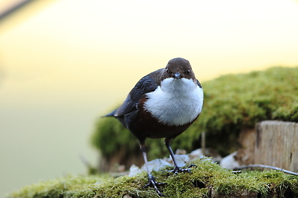 포토 JPG 해외이미지 동물 유럽 야생동물 음식 곤충 날개 청소년 자연 조류 이끼 앉기 사람없음 물 강 반사 갈색 점프 봄 폭포 흐름 바위 흰색 개울 잠수부 먹이 속도 국자 다이빙 부리 내추럴 깊이 해외202105 해외포토 자연요소 계절 나라 컬러 컨셉 모션 주방용품 사람 수영 돌_바위 전문직 생태계 수중스포츠 파일형식