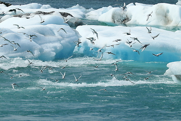 포토 JPG 해외이미지 응시 야생동물 바다 섬 날개 청소년 조류 낚시 아이슬란드 어업 사람없음 빨간색 파란색 검은색 회색 흰색 기도 자신감 우아함 북극 깃털 꼬리 부리 사냥꾼 북쪽 철새 계산서 수유 스칸디나비아 해외202105 해외포토 동물 직업 시선 감정 유럽 산업 컬러 컨셉 레저 사람 극지방 방향 파일형식