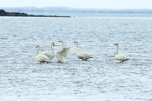 포토 JPG 해외이미지 식물 동물 유럽 야생동물 자연 조류 엄마 산 병아리 아이슬란드 갈대 앉기 풍경 사람없음 가로 물 환경 사진촬영 시골 아기 둥지 백조 물새 구성 동물상 해외202105 해외포토 자연요소 나라 가족 모션 사람 조형물 촬영 생태계 파일형식