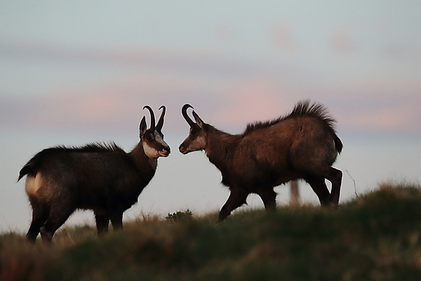 포토 JPG 해외이미지 동물 응시 유럽 야생동물 신체 장난 포유류 놀이 휴가 산 뿔 종류 성인 사람없음 빛 컬러풀 프랑스 작음 방목 보석 가득함 손목시계 즐거움 싱글 알프스 서식지 길이 내추럴 찰과상 해외202105 해외포토 시선 감정 나라 시계 컬러 장신구 사람 축산업 상처 크기 광석 파일형식