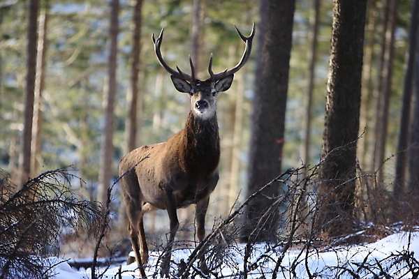 포토 JPG 해외이미지 나무 동물 척추동물 한마리 남자 야생동물 겨울 포유류 자연 사슴 생물 뿔 사람없음 야외 빨간색 세로 컬러풀 갈색 달러 추위 가을 흰색 숲 큼 바퀴자국 흰배경 내추럴 엘크 웅장함 초식 눈내림 반추동물 해외202105 해외포토 식물 1 계절 컬러 백그라운드 돈 자국 눈_날씨 사람 크기 생태계 파일형식