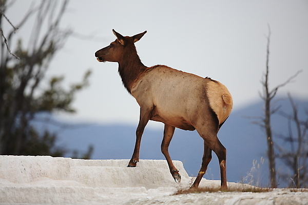 포토 JPG 해외이미지 응시 공원 여자 야생동물 여행 2 엄마 사슴 뿔 앉기 사람없음 강 쌓기 달러 미국 아기 관찰 양 뜨거움 소 닫기 쌍둥이 황소 영양 북쪽 타운 멸종위기동물 제비 노려봄 매머드 암사슴 엘크 와이오밍 전국 해외202105 해외포토 동물 시선 공공시설 돈 북아메리카 포유류 가족 모션 조류 표정 사람 도시 암컷 방향 파일형식 멸종위기종