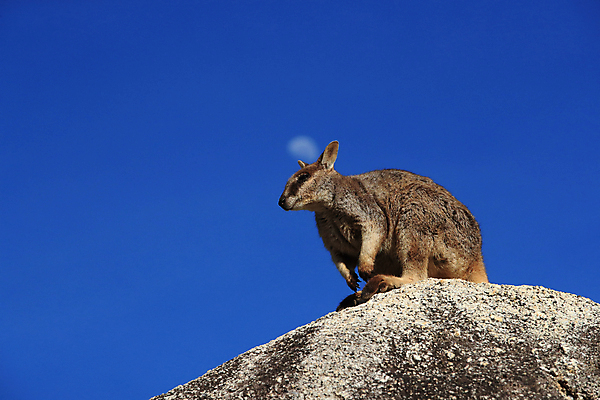 포토 JPG 해외이미지 나무 동물 구름 야생동물 오렌지 포유류 자연 하늘 엄마 털 종류 서기 풍경 사람없음 야외 빨간색 초록색 파란색 회색 흰색 아기 황무지 닫기 호주 귀 암초 캥거루 멸종 서식지 오지 해외202105 해외포토 자연요소 식물 컬러 과일 가족 모션 사람 신체부위 오세아니아 생태계 파일형식