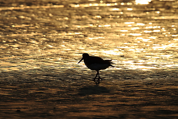 포토 JPG 해외이미지 조류 야외 물떼새 해외202105 검은머리물떼새 해외포토 동물 파일형식