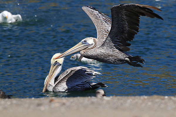 포토 JPG 해외이미지 동물 1 호수 야생동물 바다 포즈 날개 자연 조류 낚시 멕시코 사람없음 야외 가로 물 파란색 강 갈색 비행 관찰 만 오픈 펠리컨 깃털 싱글 부리 캘리포니아 착륙 플로리다 해외202105 해외포토 자연요소 컬러 북아메리카 모션 레저 미국 생태계 파일형식