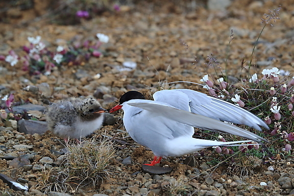 포토 JPG 해외이미지 동물 응시 야생동물 바다 섬 청소년 갈매기 조류 잉글랜드 병아리 아이슬란드 어업 사람없음 빨간색 흰색 아기 관찰 황무지 둥지 공격 북극 깃털 북쪽 철새 대서양 공격적 동물상 스칸디나비아 해외202105 해외포토 시선 유럽 산업 컬러 컨셉 모션 영국 사람 조형물 극지방 방향 파일형식