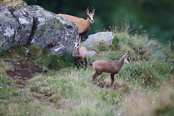 포토 JPG 해외이미지 동물 응시 유럽 야생동물 신체 포유류 휴가 산 뿔 종류 성인 사람없음 빛 컬러풀 프랑스 벚꽃 방목 보석 가득함 손목시계 즐거움 싱글 알프스 서식지 길이 내추럴 찰과상 해외202105 해외포토 시선 꽃 감정 나라 시계 컬러 장신구 사람 축산업 상처 광석 파일형식