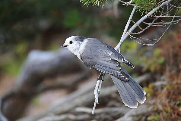 포토 JPG 해외이미지 동물 공원 야생동물 캐나다 북아메리카 날개 자연 조류 사람없음 야외 가로 환경 깃털 환경보전 부리 해외202105 해외포토 공공시설 아메리카 사회이슈 생태계 파일형식