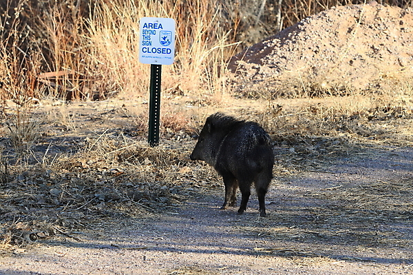 포토 JPG 해외이미지 동물 척추동물 1 야생동물 모래 포즈 북아메리카 밭 포유류 자연 초식동물 새로움 멕시코 털 돼지고기 풍경 성인 사람없음 야외 옆모습 가로 달리기 사진촬영 미국 사막 자녀 돼지 군중 무서움 싱글 뉴멕시코 해외202105 해외포토 감정 뷰포인트 컨셉 농업 모션 육류 아메리카 사람 촬영 생태계 파일형식