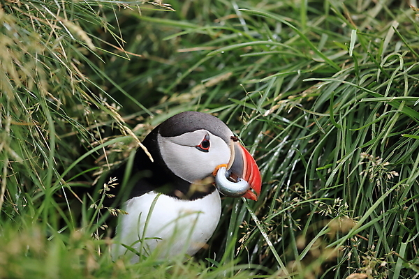 포토 JPG 해외이미지 유럽 2 자연 조류 아이슬란드 어류 서기 앉기 사람없음 가로 여름 컬러풀 깃털 언덕 부리 대서양 남쪽 계산서 식민지 헤드랜드 해외202105 해외포토 동물 계절 나라 바다 컬러 모션 수중동물 방향 생태계 파일형식