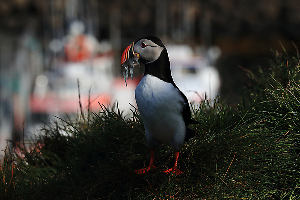 포토 JPG 해외이미지 유럽 2 자연 조류 아이슬란드 어류 서기 앉기 사람없음 가로 여름 컬러풀 깃털 언덕 부리 대서양 남쪽 계산서 식민지 헤드랜드 해외202105 해외포토 동물 계절 나라 바다 컬러 모션 수중동물 방향 생태계 파일형식
