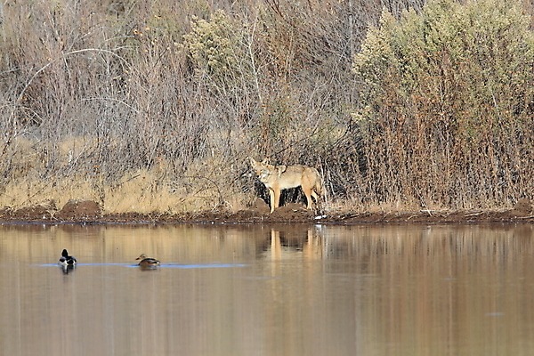 포토 JPG 해외이미지 동물 응시 계절 공원 호수 야생동물 밭 포유류 자연 산 털 서기 초원 사람없음 야외 물 여름 수영 가을 시골 황무지 개 숲 먹기 경계 사냥 육식동물 북쪽 주둥이 경보 전국 평야 해외202105 해외포토 자연요소 시선 공공시설 농업 모션 수상스포츠 방향 생태계 파일형식