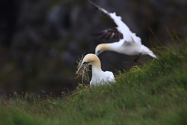 포토 JPG 해외이미지 동물 유럽 호수 야생동물 파도 바다 섬 백그라운드 날개 자연 벽지 갈매기 조류 하늘 노르웨이 풍경 사람없음 야외 물 파란색 노란색 맑음 검은색 바위 흰색 만 그룹 가득함 생태계 북쪽 짝짓기 내추럴 식민지 해외202105 해외포토 자연요소 나라 컬러 날씨 돌_바위 방향 파일형식