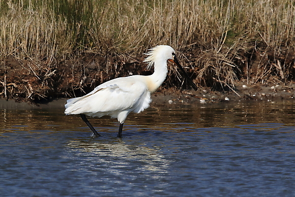 포토 JPG 해외이미지 동물 드레스 유럽 야생동물 음식 바다 섬 조류 하늘 서기 사람없음 초록색 물 파란색 머리 걷기 숟가락 검은색 흰색 황무지 왜가리 깃털 네덜란드 주걱 물새 계산서 고립 수유 해외202105 해외포토 자연요소 옷 나라 컬러 모션 주방용품 수저 신체부위 파일형식