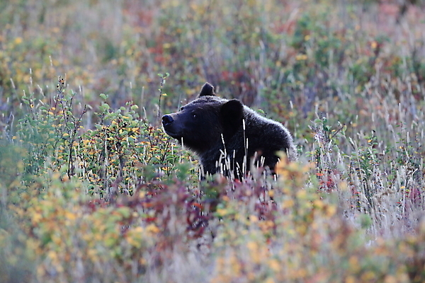 포토 JPG 해외이미지 주간 동물 응시 공원 야생동물 이동 밭 곰 포유류 자연 사람없음 야외 가로 갈색 카메라 환경 미국 성장 숲 먹이 먹기 빙하 육식동물 북쪽 개발 고립 전국 해외202105 해외포토 자연요소 시선 공공시설 컬러 컨셉 북아메리카 농업 모션 전자제품 방향 생태계 파일형식