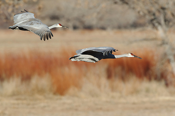 포토 JPG 해외이미지 동물 실루엣 호수 야생동물 날개 모션 조류 하늘 새로움 산 멕시코 옥수수 풍경 사람없음 빨간색 황혼 일몰 회색 연못 쌍 은색 언덕 기중기 물새 많음 수평선 해외202105 해외포토 컬러 컨셉 북아메리카 곡류 촬영기법 노을 중장비 파일형식