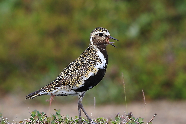 포토 JPG 해외이미지 동물 1 유럽 야생동물 백그라운드 자연 조류 아이슬란드 성인 사람없음 옆모습 초록색 갈색 노란색 환경 황무지 황금 닫기 깃털 싱글 북쪽 고립 혼자 해외202105 해외포토 나라 뷰포인트 컬러 모션 사람 방향 생태계 파일형식