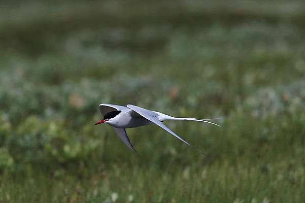 포토 JPG 해외이미지 동물 응시 야생동물 바다 섬 청소년 갈매기 조류 잉글랜드 병아리 아이슬란드 어업 사람없음 빨간색 흰색 아기 관찰 황무지 둥지 공격 북극 깃털 북쪽 철새 대서양 공격적 동물상 스칸디나비아 해외202105 해외포토 시선 유럽 산업 컬러 컨셉 모션 영국 사람 조형물 극지방 방향 파일형식