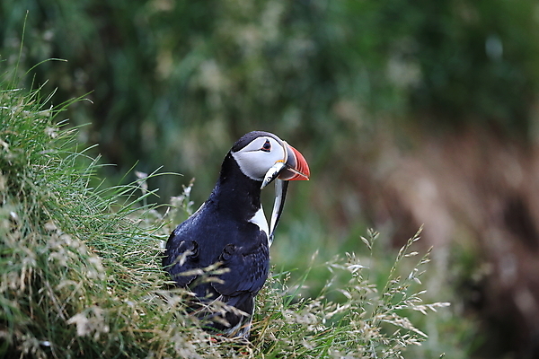 포토 JPG 해외이미지 유럽 2 자연 조류 아이슬란드 어류 서기 앉기 사람없음 가로 여름 컬러풀 깃털 언덕 부리 대서양 남쪽 계산서 식민지 헤드랜드 해외202105 해외포토 동물 계절 나라 바다 컬러 모션 수중동물 방향 생태계 파일형식