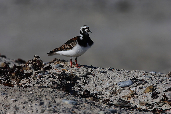 포토 JPG 해외이미지 동물 야생동물 모래 바다 태국 자연 조류 독일 사람없음 야외 물 컬러풀 갈색 환경 미국 봄 흰색 만 보호 작음 깃털 부리 동물상 수유 플로리다 해외202105 해외포토 자연요소 계절 유럽 아시아 컬러 컨셉 북아메리카 조형물 크기 생태계 파일형식
