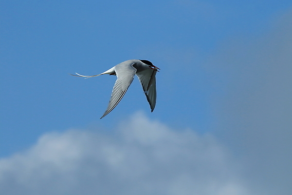 포토 JPG 해외이미지 응시 야생동물 바다 섬 날개 청소년 조류 낚시 아이슬란드 어업 사람없음 빨간색 파란색 검은색 회색 흰색 기도 자신감 우아함 북극 깃털 꼬리 부리 사냥꾼 북쪽 철새 계산서 수유 스칸디나비아 해외202105 해외포토 동물 직업 시선 감정 유럽 산업 컬러 컨셉 레저 사람 극지방 방향 파일형식