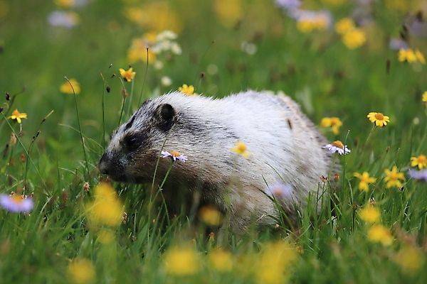 포토 JPG 해외이미지 꽃 야생동물 포유류 자국 산 털 사람없음 야외 옆모습 가로 빨간색 초록색 여름 햇빛 갈색 봄 하이킹 회색 개화 황무지 재산 호루라기 가득함 빙하 북쪽 휘파람 해외202105 해외포토 식물 동물 계절 뷰포인트 컬러 레저 금융 태양 방향 파일형식