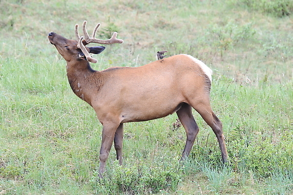 포토 JPG 해외이미지 동물 공원 여자 남자 야생동물 캐나다 날개 포유류 자연 조류 사슴 산 앉기 초원 사람없음 야외 환경 달러 가을 게임 황무지 군중 큼 바퀴자국 깃털 황소 사냥 서식지 동물상 밴프 분배 앨버타 엘크 전국 해외202105 해외포토 계절 공공시설 돈 북아메리카 자국 모션 놀이 사람 조형물 소 크기 생태계 파일형식