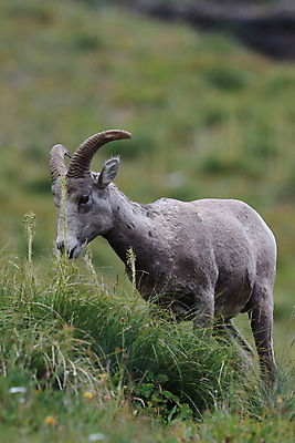 포토 JPG 해외이미지 동물 공원 남자 야생동물 여행 캐나다 곡선 포유류 자연 산 털 뿔 사람없음 옆모습 책 미국 시골 양 큼 트로피 활 사냥 오르기 양궁 북쪽 서식지 램 신발장 전국 로키산맥 해외202105 해외포토 공공시설 선 스포츠 뷰포인트 북아메리카 모션 사람 크기 방향 상_우승 생태계 파일형식