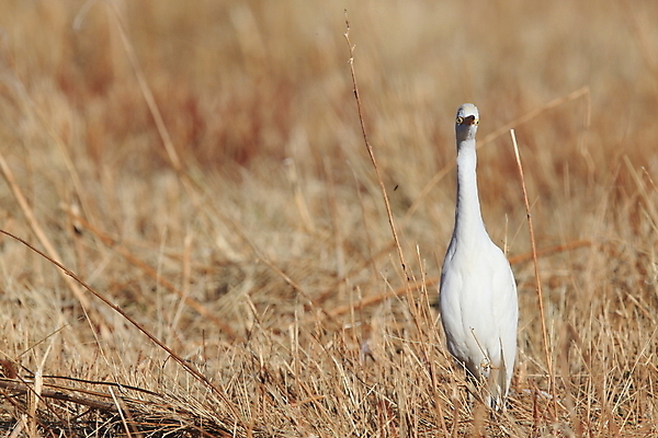 포토 JPG 해외이미지 아시아 야생동물 겨울 날개 포유류 자연 조류 서기 앉기 사람없음 야외 가로 빛 흰색 시간 소 습지 왜가리 깃털 즐거움 싱글 하와이 부리 계산서 내추럴 뉴멕시코 해외202105 해외포토 동물 계절 감정 나라 컬러 모션 미국 생태계 파일형식
