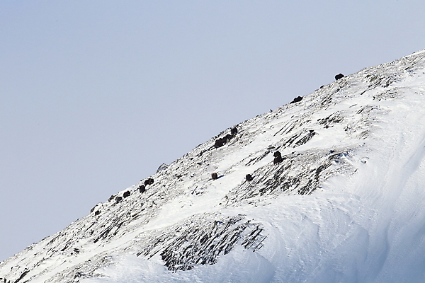 포토 JPG 해외이미지 동물 공원 얼굴 야생동물 산 뿔 노르웨이 사람없음 얼음 힘 추위 분노 소 보호 큼 북극 황소 싸움 서리 폭풍 북쪽 거인 알래스카 양모 고립 동물상 스칸디나비아 혼자 힘찬 해외202105 해외포토 자연요소 공공시설 감정 유럽 컨셉 포유류 모션 날씨 신체부위 조형물 미국 직물 크기 극지방 방향 파일형식