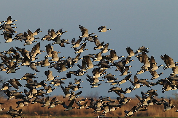 포토 JPG 해외이미지 동물 유럽 야생동물 겨울 자연 조류 하늘 독일 초원 사람없음 검은색 가을 그룹 항공 통로 거위 에스토니아 화창 많음 해외202105 해외포토 계절 나라 컬러 컨셉 날씨 생태계 파일형식