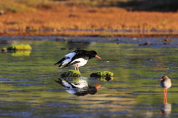포토 JPG 해외이미지 조류 야외 물떼새 해외202105 검은머리물떼새 해외포토 동물 파일형식